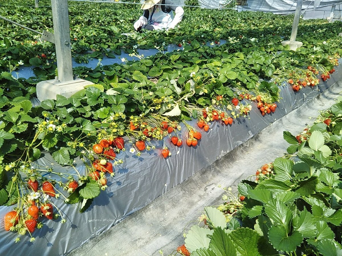 🍓 딸기 따기 센터(다테야마 이치고가리 센터) 이미지 4